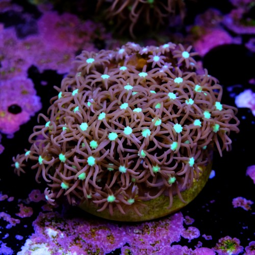 Purple star polyps 2
