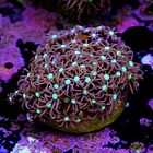 Purple star polyps 2