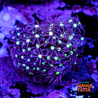 Purple star polyps 1