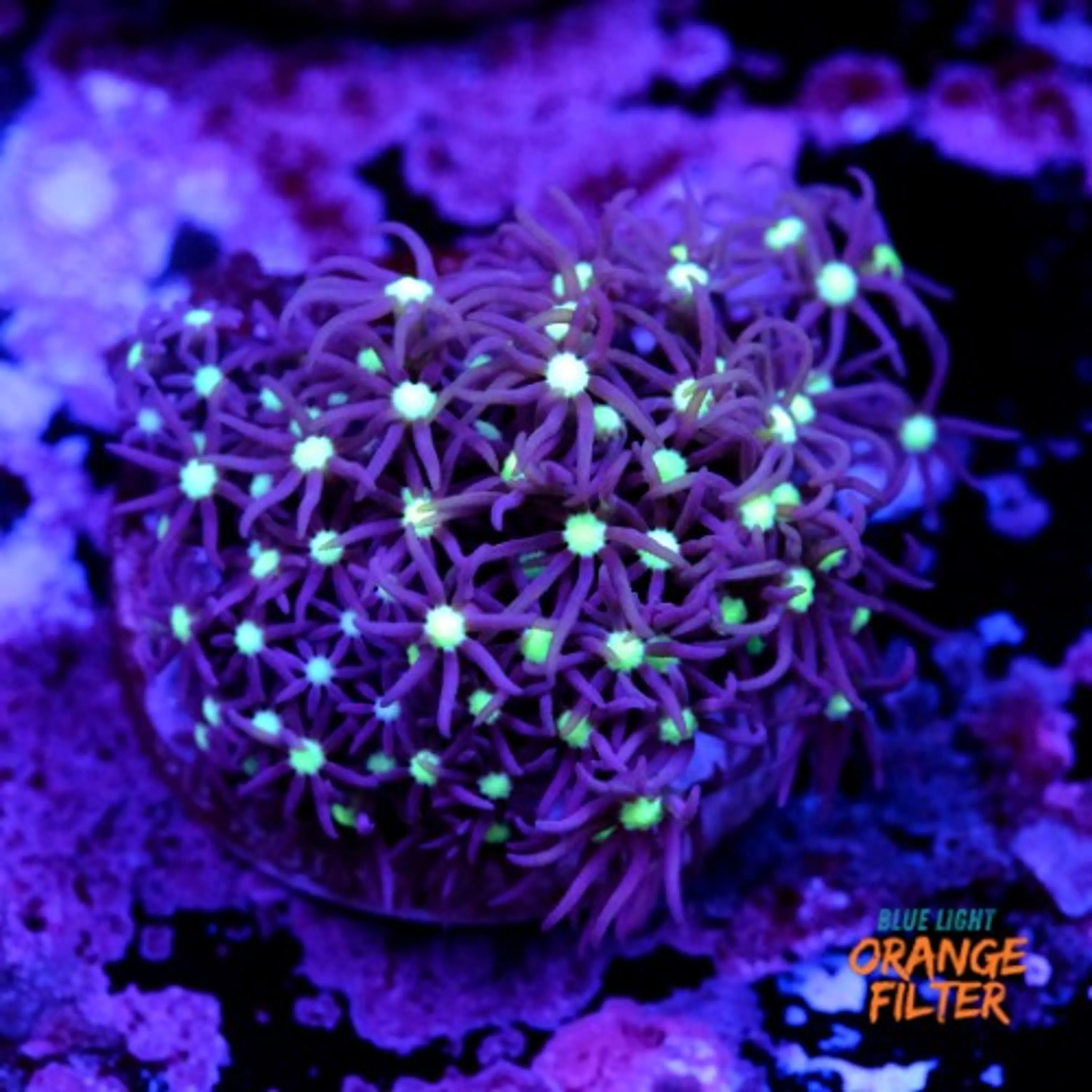 Purple star polyps