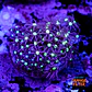 Purple star polyps - Thumbnail 1