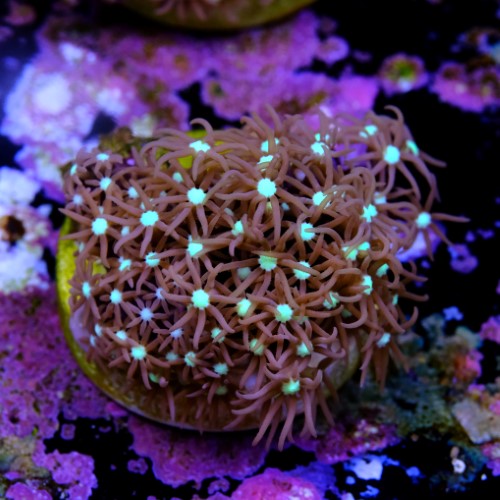 Purple star polyps 2