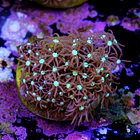 Purple star polyps 2