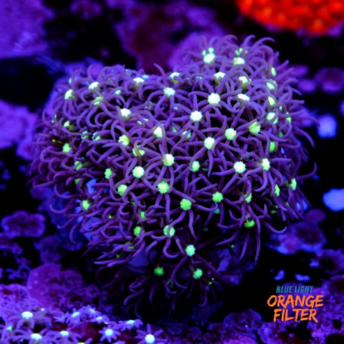 Purple star polyps 1