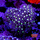 Purple star polyps 1
