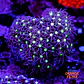 Purple star polyps - Thumbnail 1