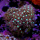 Purple star polyps 2