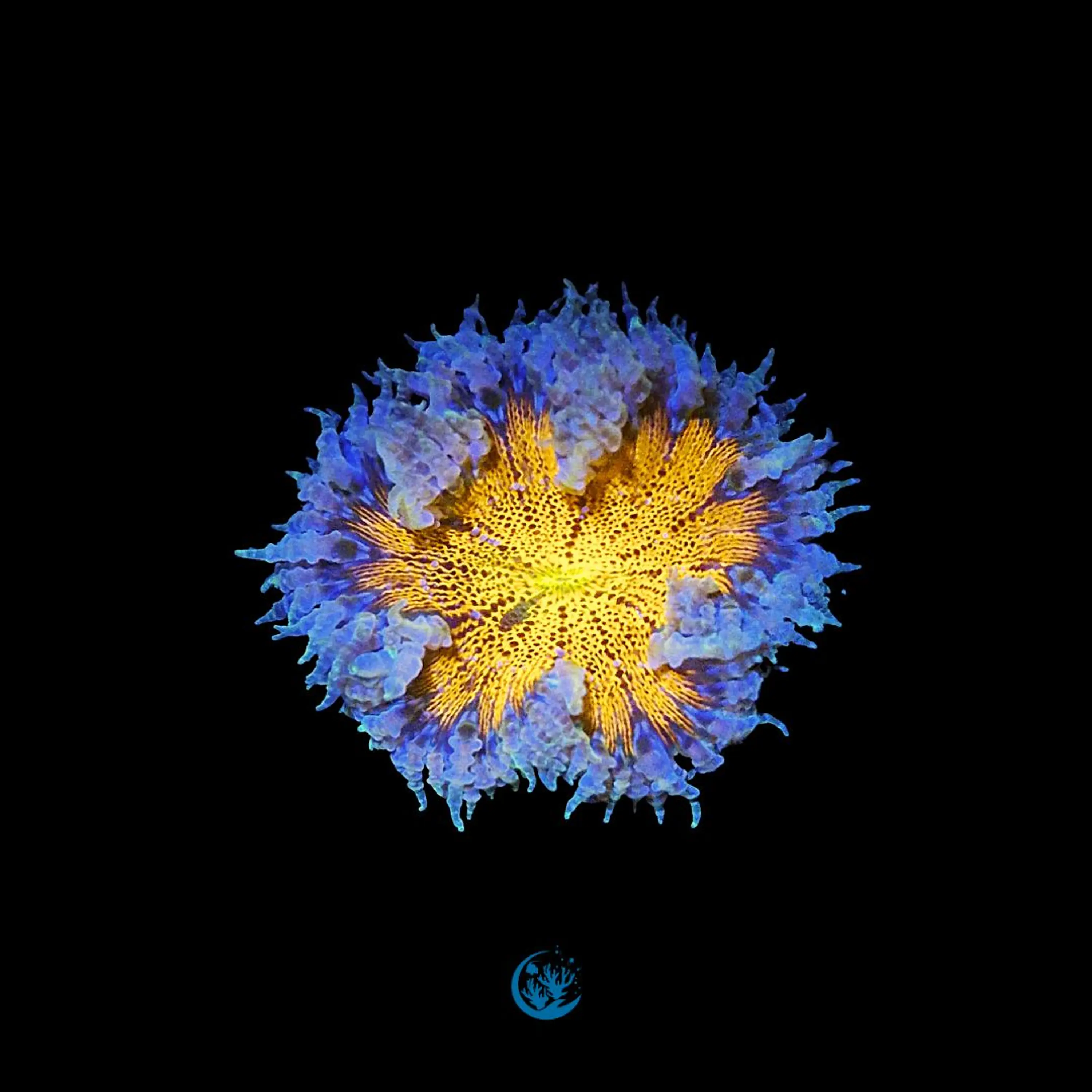 Rockflower yellow
