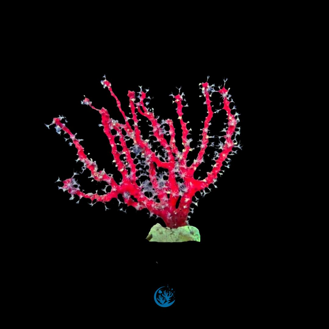 Diodogorgia nodulifera