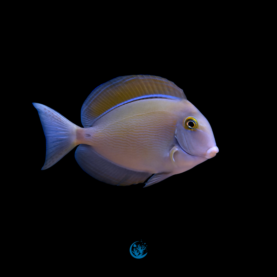 Acanthurus Bariene