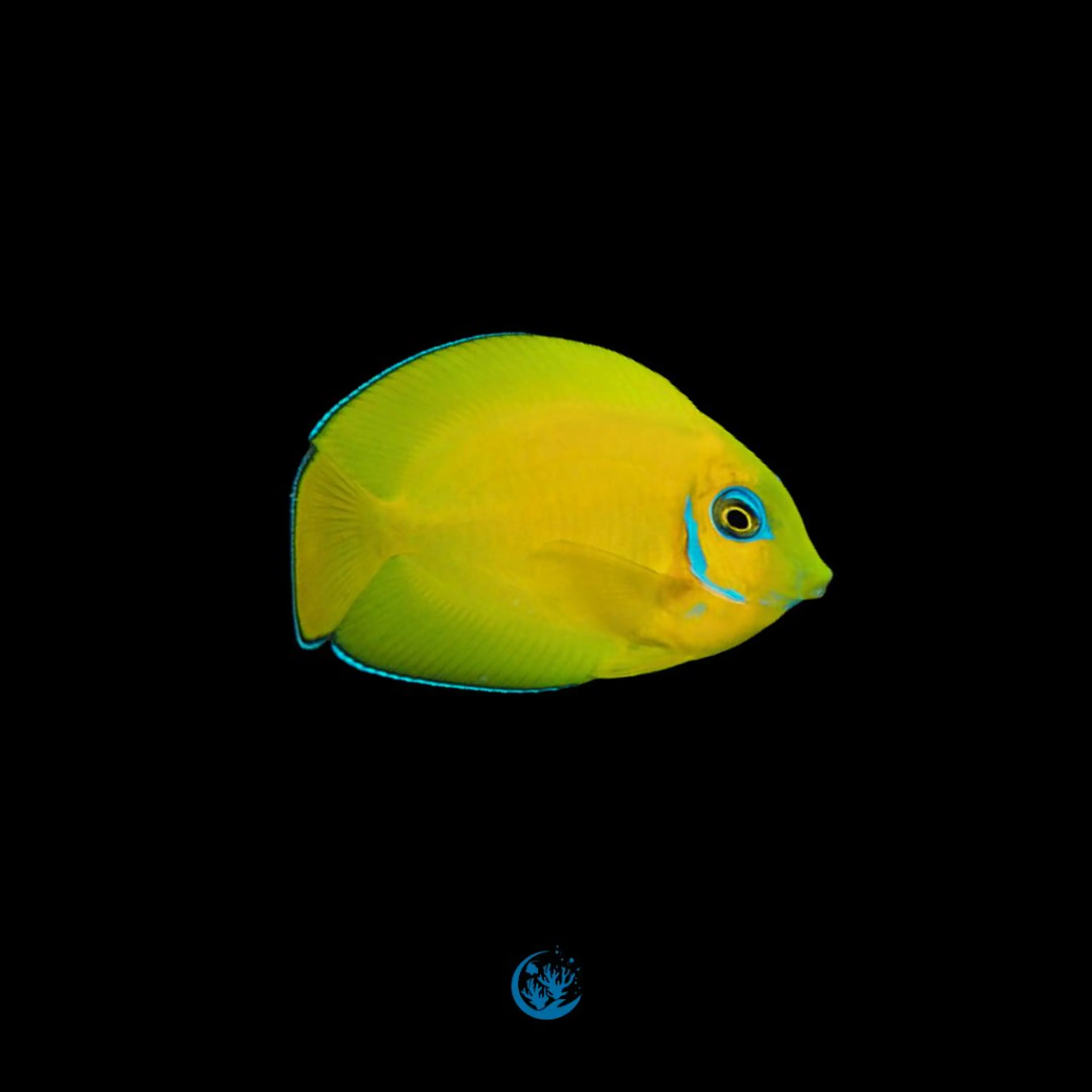 Acanthurus Pyroferus Melanesia