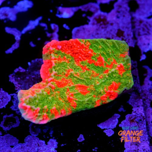 Montipora capricornis grafted 1