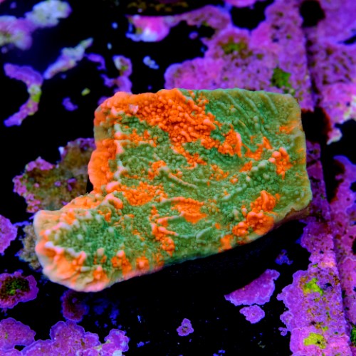 Montipora capricornis grafted 2