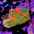 Montipora capricornis grafted 2