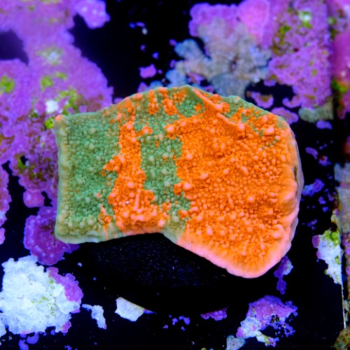 Montipora capricornis grafted 2