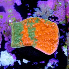 Montipora capricornis grafted 2
