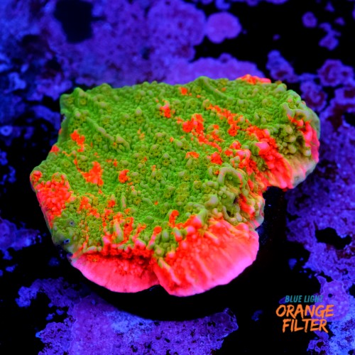 Montipora capricornis grafted 1