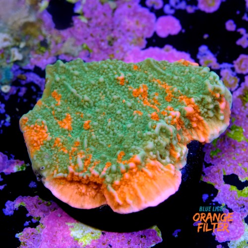 Montipora capricornis grafted 2