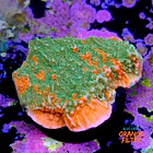 Montipora capricornis grafted 2
