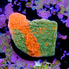Montipora capricornis grafted 2
