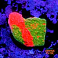 Montipora capricornis grafted - Thumbnail 1