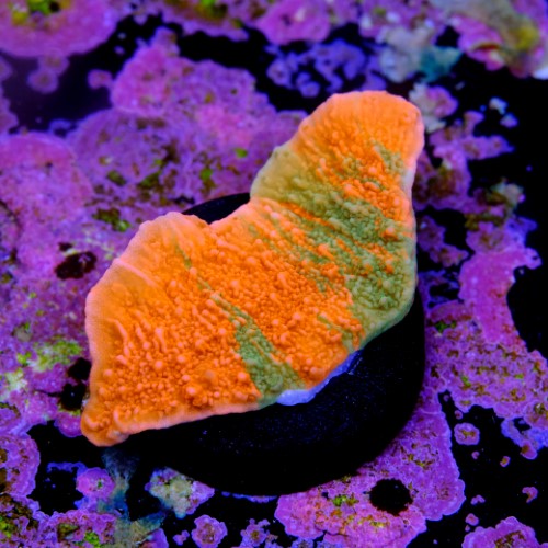 Montipora capricornis grafted 2