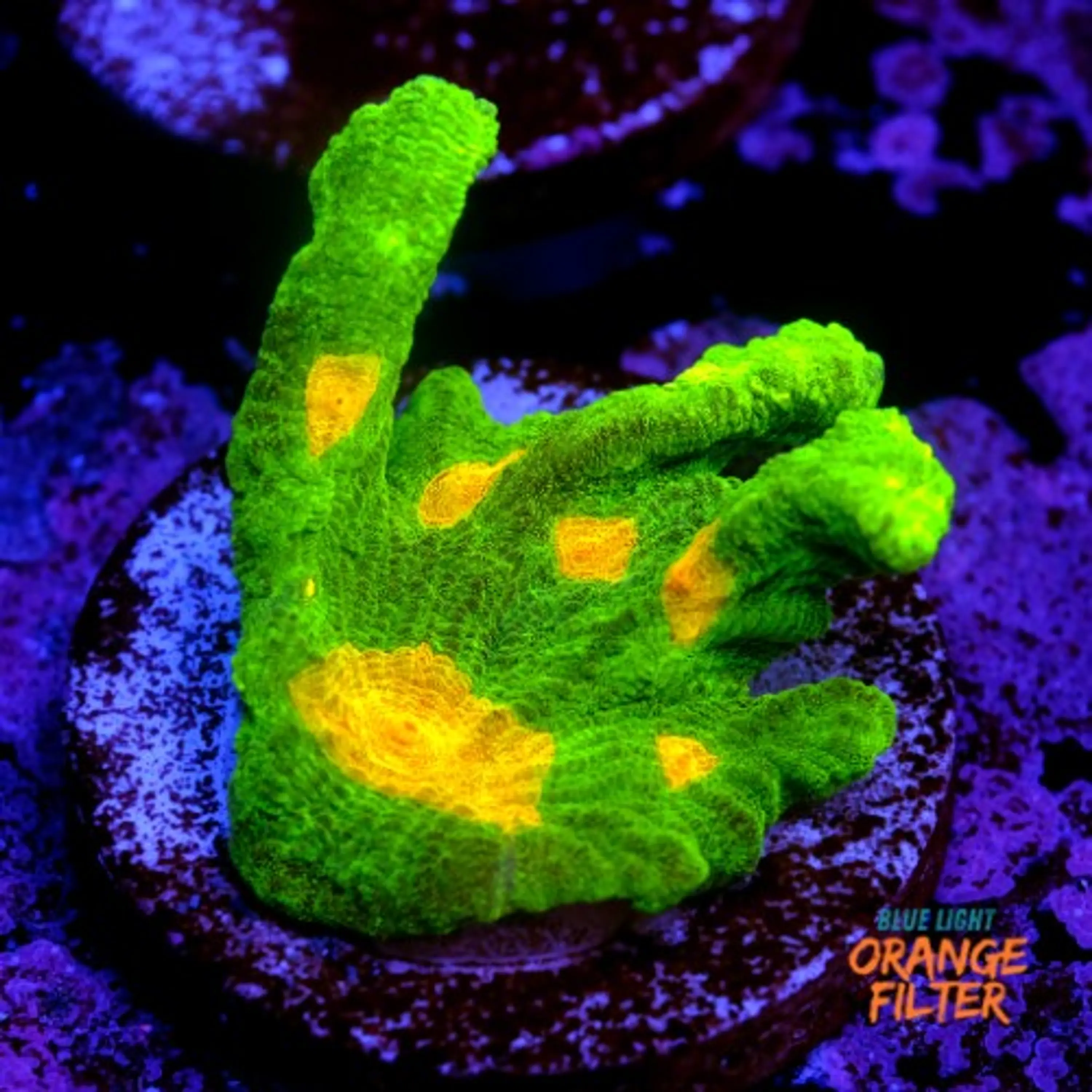 Pectinia space invader