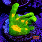 Pectinia space invader - Thumbnail 1