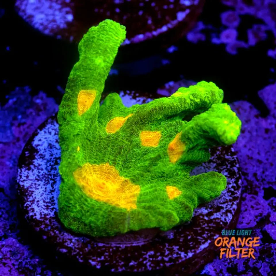 Pectinia space invader 1