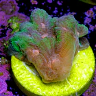 Pectinia rainbow 2