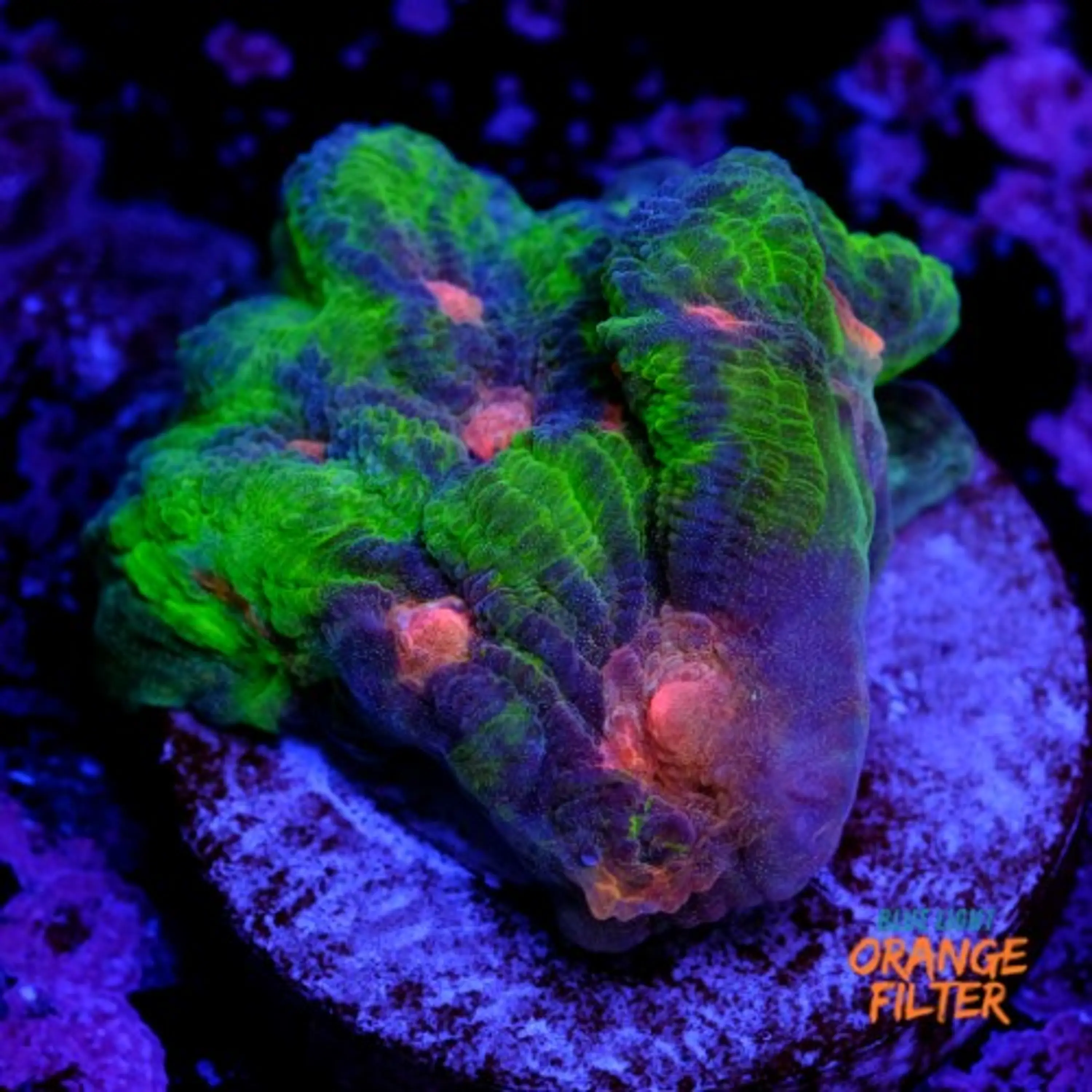 Pectinia rainbow