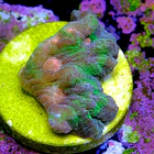 Pectinia rainbow 2