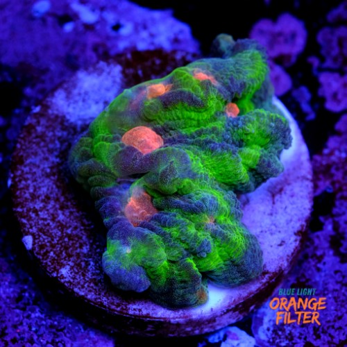 Pectinia rainbow 1