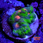 Pectinia rainbow 1