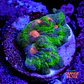 Pectinia rainbow - Thumbnail 1