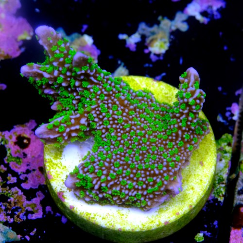 Montipora stellata 2