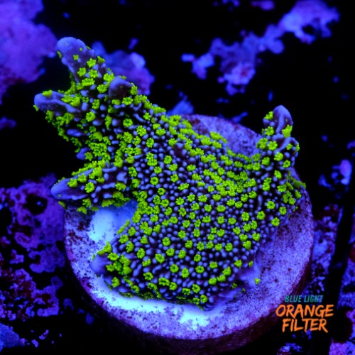 Montipora stellata 1