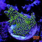 Montipora stellata 1