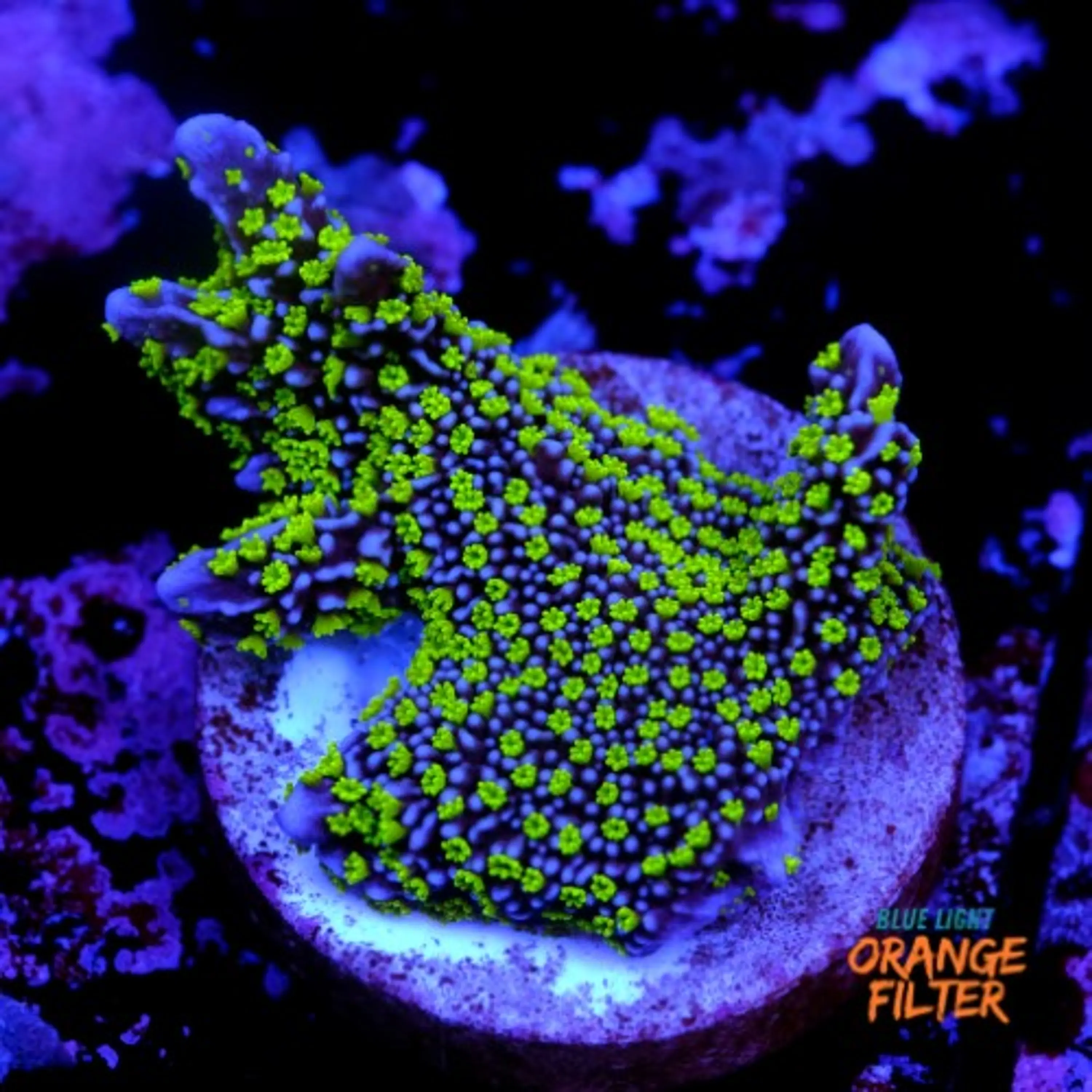 Montipora stellata