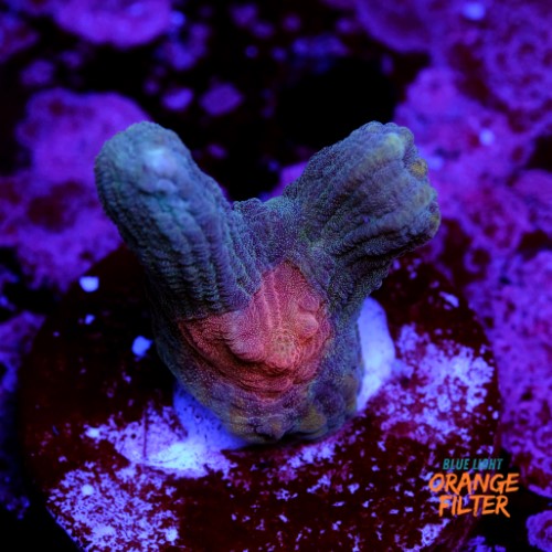 Pectinia sp 1