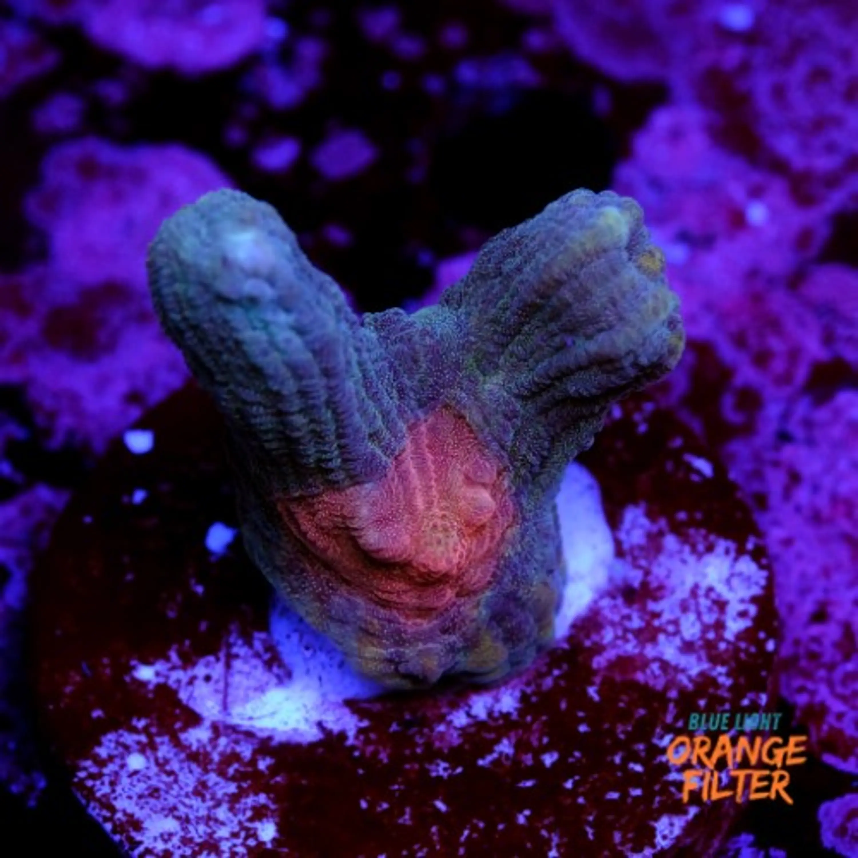 Pectinia sp