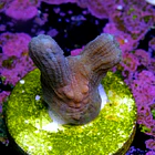 Pectinia sp 2
