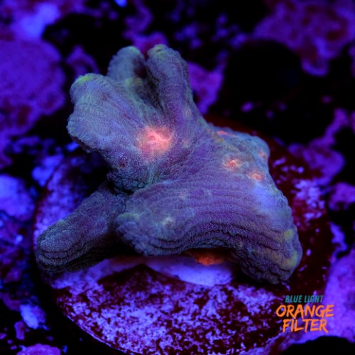 Pectinia sp 1