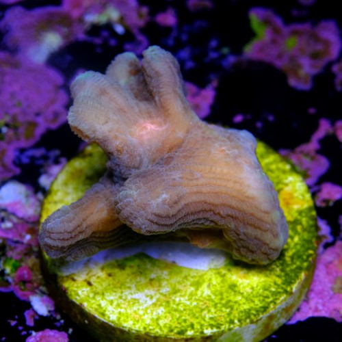 Pectinia sp 2