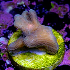 Pectinia sp 2