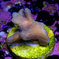 Pectinia sp - Thumbnail 2