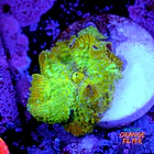 Discossoma sp  1