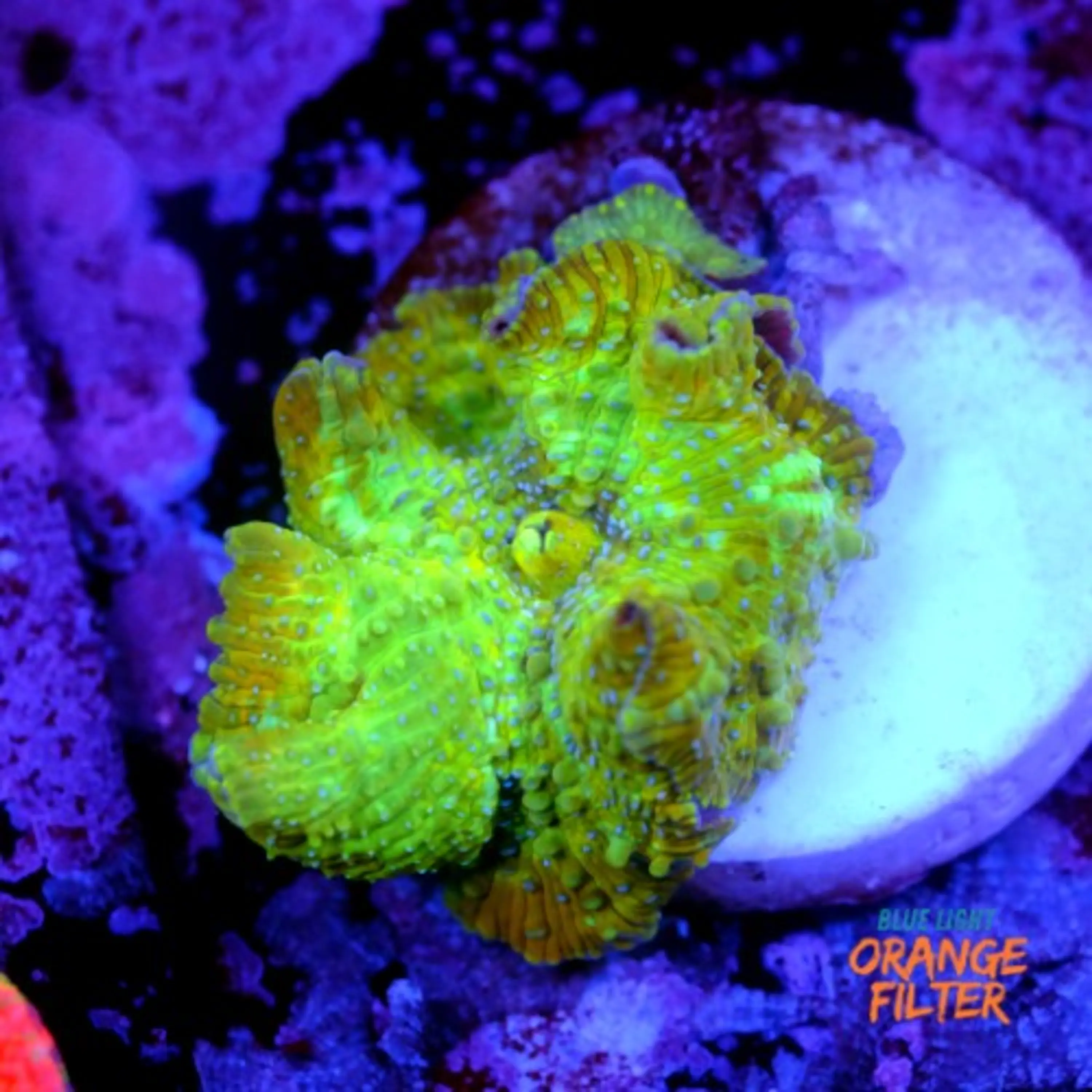 Discossoma sp 