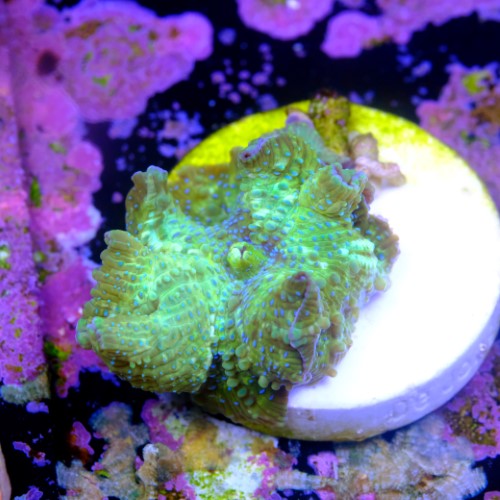 Discossoma sp  2
