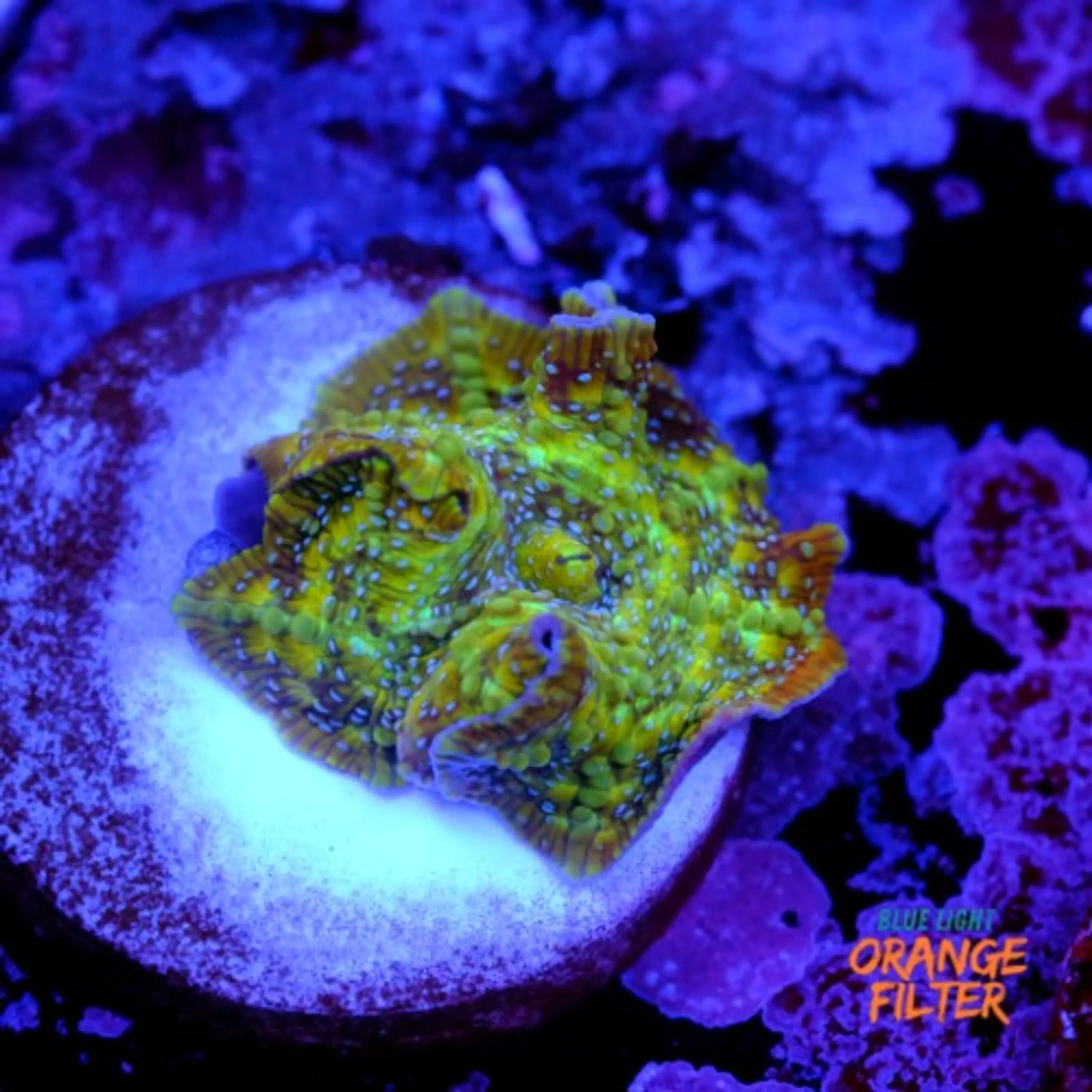 Discossoma sp 